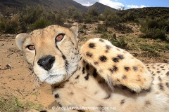 Cheetah 010