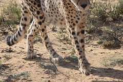 Cheetah 016