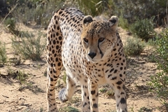 Cheetah 017