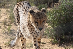 Cheetah 018
