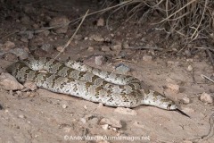 Chihuahuan Hooknose Snake 001