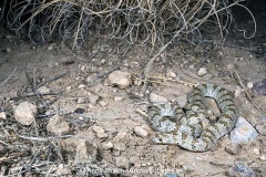 Chihuahuan Hooknose Snake 005