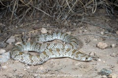 Chihuahuan Hooknose Snake 007