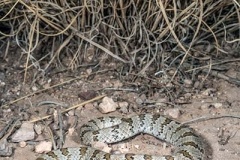 Chihuahuan Hooknose Snake 010