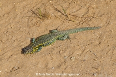 Chilean Tree Iguana