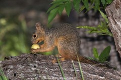 Chiricahua Fox Squirrel 002