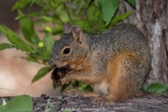 Chiricahua Fox Squirrel 007