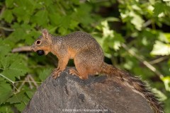 Chiricahua Fox Squirrel 010