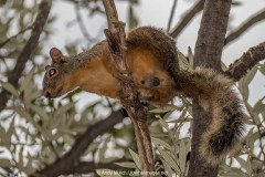 Chiricahua Fox Squirrel 018