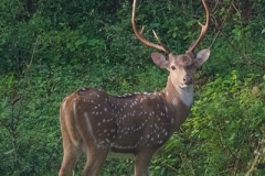 Chital Deer 001