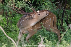 Chital Deer 002