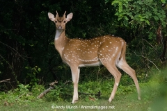 Chital Deer 003