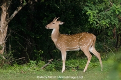 Chital Deer 004