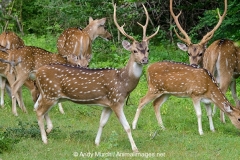 Chital Deer 007