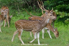 Chital Deer 008