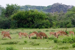 Chital Deer 012