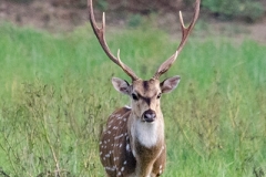 Chital Deer 014