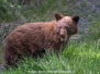 Cinnamon Black Bear