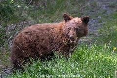 Cinnamon Black Bear 003