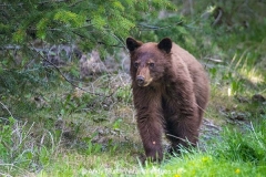 Cinnamon Black Bear 009