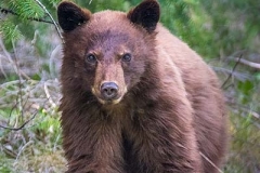Cinnamon Black Bear 011