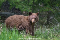 Cinnamon Black Bear 014