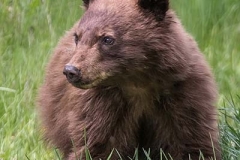 Cinnamon Black Bear 021