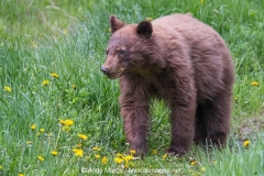 Cinnamon Black Bear 025