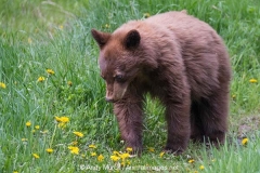 Cinnamon Black Bear 028