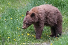 Cinnamon Black Bear 030