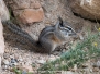 Cliff Chipmunk