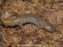 Clouded Salamander