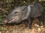 Boars, Hogs and Peccaries