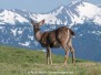 Columbian Black-tailed Deer