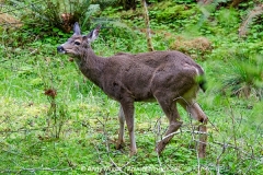 Columbian Black-tailed Deer 002