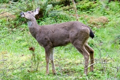 Columbian Black-tailed Deer 004