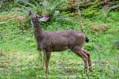 Columbian Black-tailed Deer 006