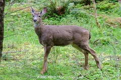 Columbian Black-tailed Deer 008