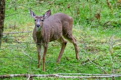Columbian Black-tailed Deer 010