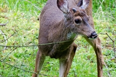 Columbian Black-tailed Deer 011