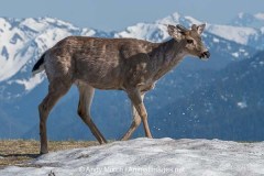 Columbian Black-tailed Deer 013