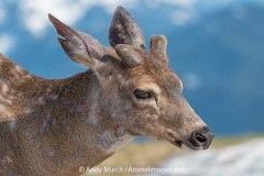 Columbian Black-tailed Deer 014