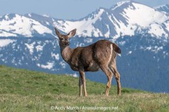 Columbian Black-tailed Deer 015