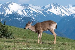 Columbian Black-tailed Deer 018