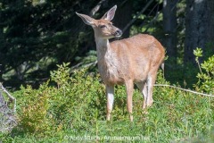 Columbian Black-tailed Deer 022