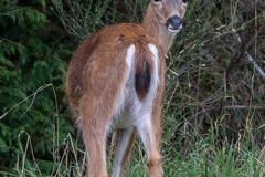 Columbian Black-tailed Deer 023