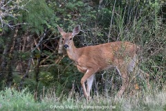 Columbian Black-tailed Deer 024