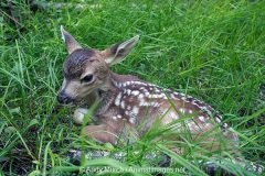 Columbian Black-tailed Deer 027