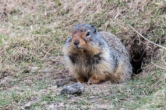Columbian Ground Squirrel 003