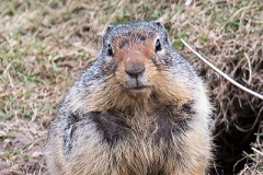 Columbian Ground Squirrel 004